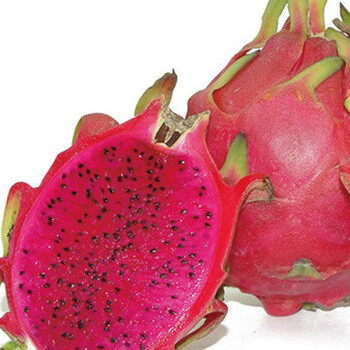 乐君火龙果 火龙果树苗 果树苗 盆栽果树 水果树