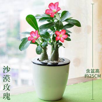 栀子花文竹铁海棠沙漠玫瑰办公室内水培绿植盆