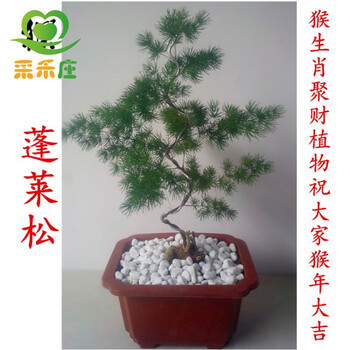聚财植物大棚基地直销室内蓬莱松盆栽盆景 高度60左右