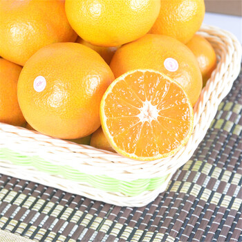 植花卉植物金桔盆栽观赏 金橘盆景 橘子树苗 黄