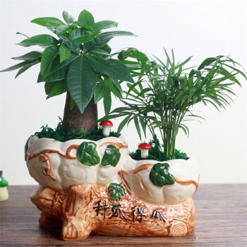 chuangyi 发财树富贵竹幸福草 陶瓷双口盆组合植物套装 送礼美好寓意