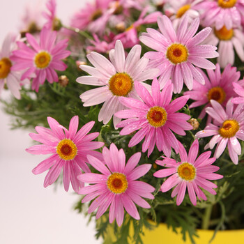 美乐棵亲子种植套装 新园丁+小园丁 花盆营养