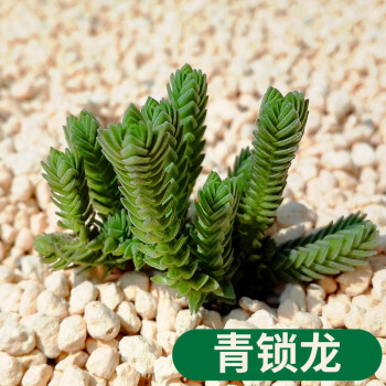 迷你桌面多肉植物裸根不含盆多肉绿植花卉小盆栽lg1青锁龙高46cm不含