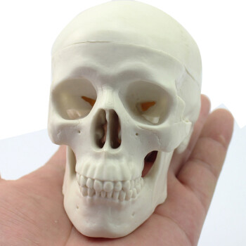 颐诺 人体头骨模型 医用艺用头骨头颅骨骨骼模型 迷你
