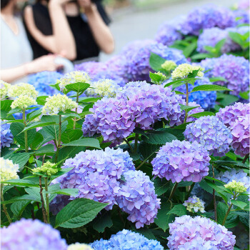 大花绣球花无尽夏1加仑/2加仑盆栽苗 八仙花庭院阳台花卉植物 现货