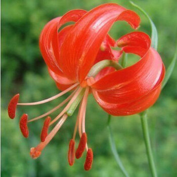 进口百合种球 香水百合花种球 带芽子 室内盆栽植物观花植 玫红百合