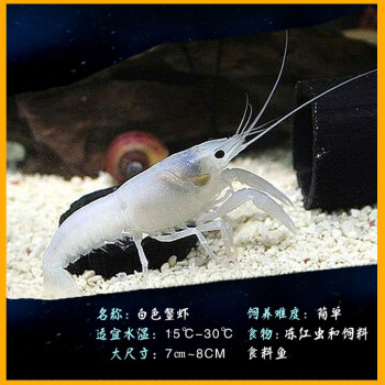 云峰海瑞 观赏虾活体白鳌虾红螯虾迷你蓝鳌虾天空蓝魔