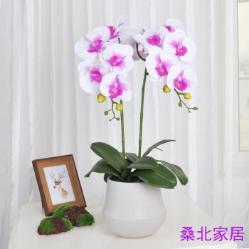 swea蝴蝶兰仿真花客厅摆件现代酒店餐桌花插花花艺装饰花仿真兰花