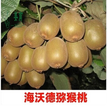 姜南 红心猕猴桃果树苗庭院树苗新西兰南北方种植盆栽