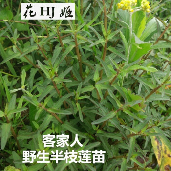 花姬野生 半枝莲苗 并头草 韩信草半枝莲种子田基草 中草药种苗盆栽