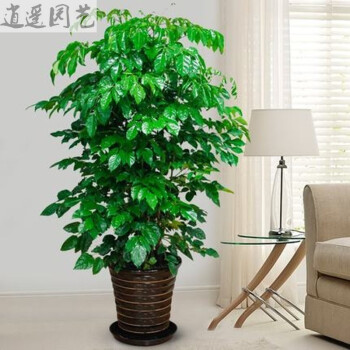逍遥绿植盆栽幸福树 平安树办公室摆放常绿室内花卉植物 不含盆1米高