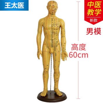 金范(jinfan) 针灸穴位经络人体模型小铜人男女模特中医教学男女家用