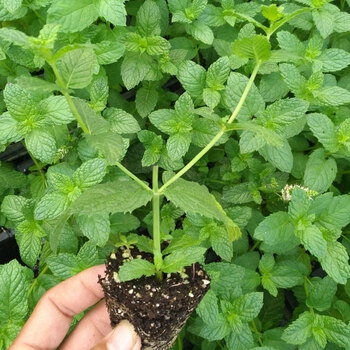 留兰香/胡椒/香槟/柠檬/猫薄荷苗 四季盆栽观赏绿植香槟香草苗 可食用图片