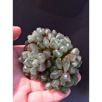 多肉植物十二卷属彩虹玉露群生室内绿植多肉盆栽 彩虹玉露群生 裸根不