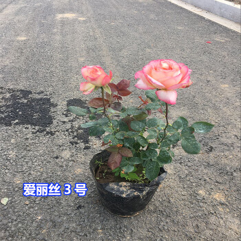 盆栽花卉 浓香芳香玫瑰四季开花带花苞发货欧月 爱丽丝三号 不含盆