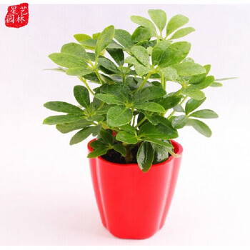 四季常青鸭掌木/七叶莲/鹅掌柴苗 鸭脚木 盆栽植物 净化空气 30cm高图片