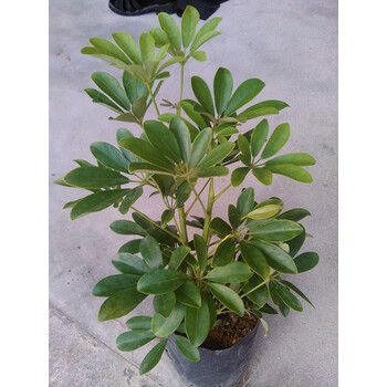 常绿盆栽花卉植物 鸭脚木 鹅掌柴 观叶绿植 鸭掌木 七叶莲 吸毒王 高3图片