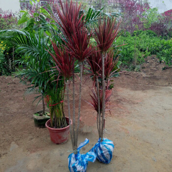 花卉绿植盆栽 七彩铁五彩千年木盆栽 三色龙血树红竹观叶植物 室内