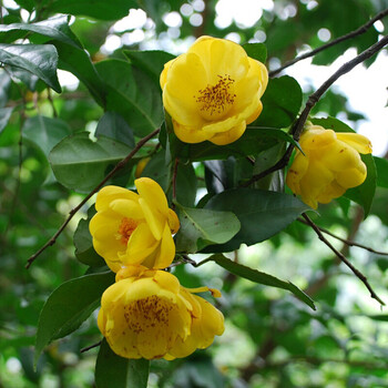 园艺植物 盆栽茶花苗 批发办公室内阳台庭院花卉盆栽奇趣植物 正黄旗