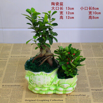 橘生 组合发财树榕树文竹小盆栽盆景 室内室外办公室桌面绿植物 青色