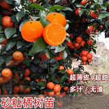 带土带叶 正宗无籽蜜树桔子苗嫁接砂糖桔柑桔苗盆栽地栽柚子树金桔