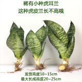 室内绿植矮脚虎耳水培长脚金边虎尾荷花兰 虎耳兰【3】颗【10-15cm】