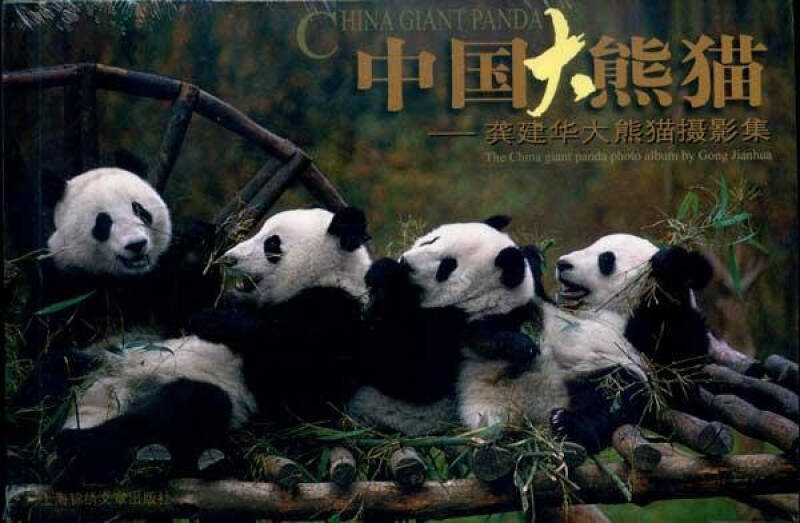 中国大熊猫-明信片
