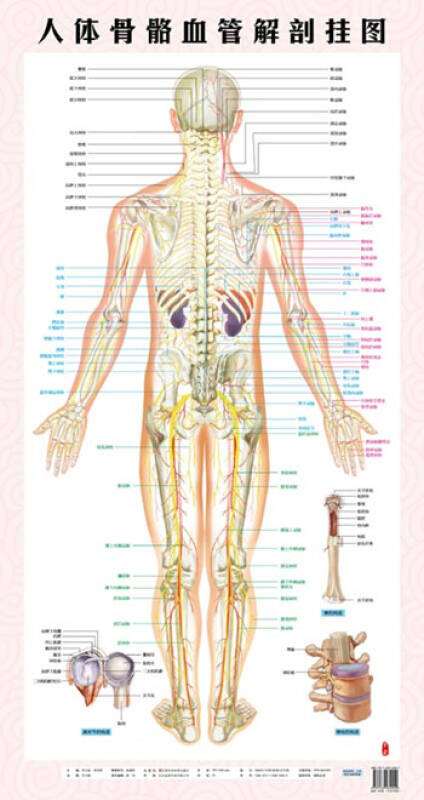 人体骨骼血管解剖医用挂图( 正背两张) 正品保证