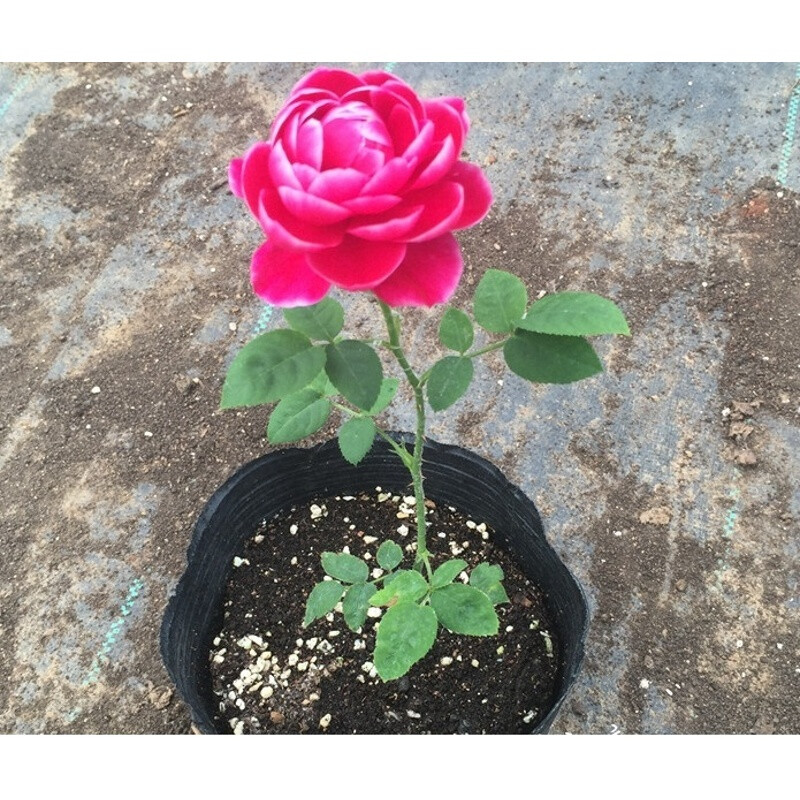 新品日本月季 玛丽玫瑰盆栽 防辐射 富贵牡丹气质 灌木多花 小苗15