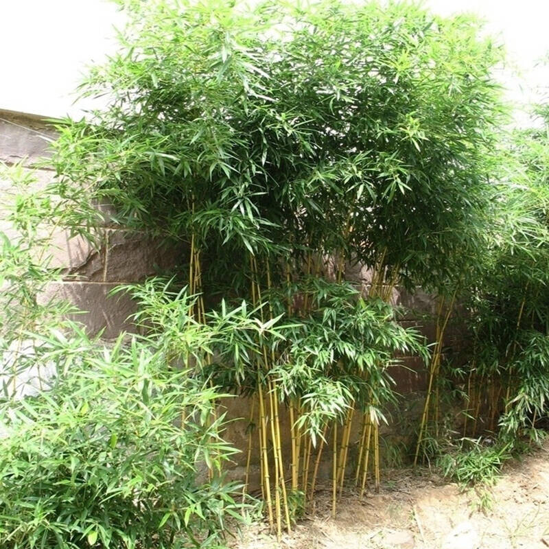 庭院植物地栽竹子苗紫竹青竹罗汉竹竹苗竹根竹子四季青别墅围墙观赏