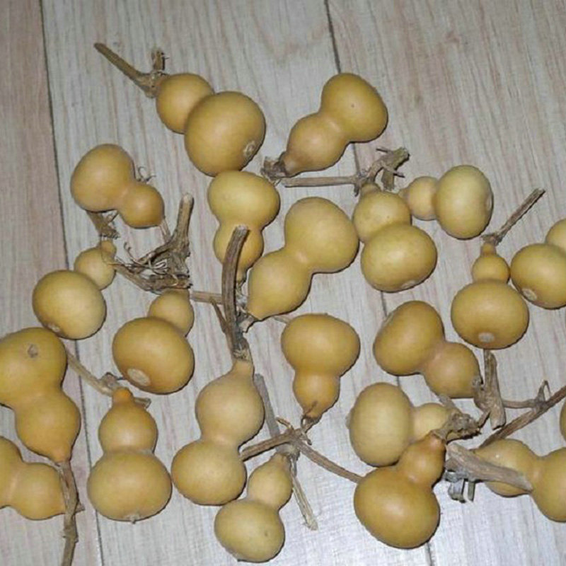 老花农 葫芦种子 阳台盆栽把玩手捻葫芦 食用济公大葫芦籽 观赏迷你小