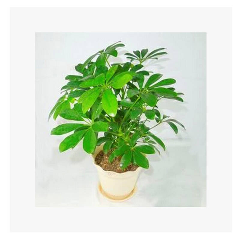千姿秀 盆栽七叶莲 鸭掌木 室内观赏植物 净化空气吸尼古丁 吸烟家庭图片