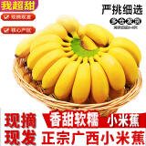 集年鲜广西香蕉小米蕉现发新鲜采摘热带水果小芭蕉软糯香甜 5斤 优选（含箱） 2.5kg