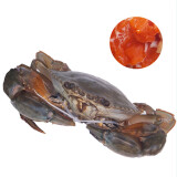 【活鲜】裸蟹鲜活母螃蟹青蟹红膏蟹母蟹产地三门 400g/只 盒装