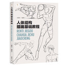 人体结构插画基础教程