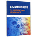 长爪沙鼠组织学图谱