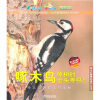 啄木鸟啄树时会头疼吗？：令人吃惊的动物奥秘