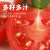 柿一家串收樱桃番茄红宝石198g*4新鲜水果小西红柿 红番茄198g6盒 1188g