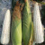 白糯玉米种子 甜糯型 粘糯香甜白色玉米种子营养粘苞米籽高产 白甜糯玉米种子 原装100粒