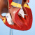 海斯迪克 HKCL-556 1:1人体自然大心脏解剖模型B超彩超心内科器官教学模型 带数字标识