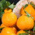 四川不知火丑橘 新鲜水果柑橘 整箱10斤净重8.5斤中大果