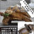 吃菜草龟活体特大乌龟活体宠物大型乌龟素食生蛋龟杂交龟 11-13厘米 情侣龟（公母各一只）