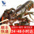 乐食港【活鲜】鲜活波士顿龙虾大龙虾波龙海鲜水产450g-550g 2只 
