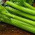 北菜园北菜园芹菜有机芹菜450g新鲜有机蔬菜，轻餐榨汁蔬菜蔬菜北京产地