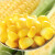 都乐Dole 水果甜玉米粒 即食非转基因玉米粒 10袋装