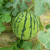 花友秀 西瓜种子 8424麒麟西瓜种籽 瓜果蔬菜种子 8424麒麟西瓜种子5克