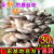 菇婆婆平菇蘑菇种植菌包菌棒盆栽食用菌种家庭趣味栽培阳台采新鲜的蘑菇 灰平菇【出口级-4袋装】 袋装