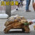 吃菜草龟活体特大乌龟活体宠物大型乌龟素食生蛋龟杂交龟 11-13厘米 情侣龟（公母各一只）