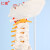 仁模RM-105自然大脊椎模型成人1:1比例人体脊柱带尾骨模型带颈椎胸椎尾椎骨骼模型