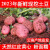 【现挖现发】云南高原新鲜现挖红皮黄心土豆5斤10斤 洋芋 马铃薯 老品种 小果5斤装